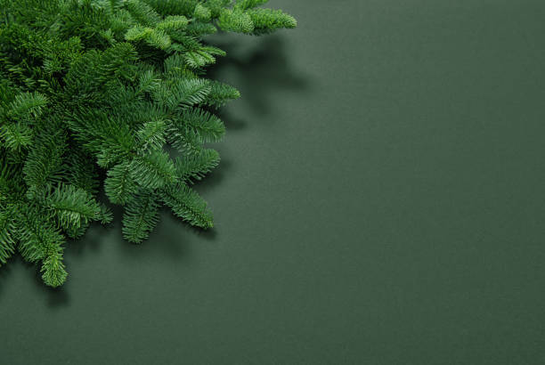 istock Pine tree branches Floral arrangement Christmas background 893136588