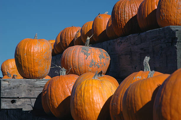 istock Pumpkins at the Farm 89313755