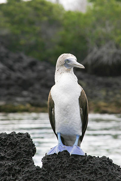 istock Lavender Feet - Blue-footed Boobie 89314101