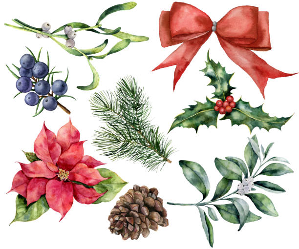 工場で水彩のクリスマスの装飾。手描きの赤いリボン、ポインセチア、ヒイラギ、ヤドリギ、円錐形の松、ジュニパーと snowberry は、白い背景で隔離。設計のための休日植物。 - greeting red ribbon bow点のイラスト素材／クリップアート素材／マンガ素材／アイコン素材