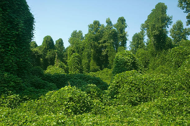 kudzu prendre plus de forêt. - kudzu photos et images de collection