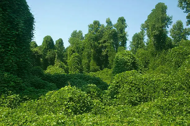 Photo of Kudzu taking over forest