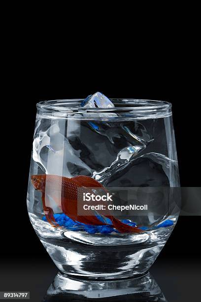 Pesce On The Rocks - Fotografie stock e altre immagini di Acqua - Acqua, Acquario - Prodotti per animali domestici, Animale