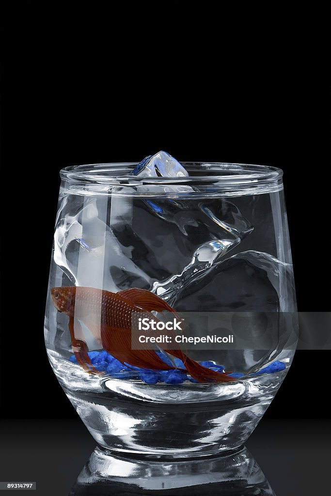 Peixes on the rocks - Royalty-free Acelga Foto de stock