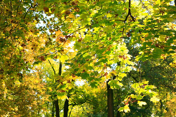 herbst park-landschaft - gradiation stock-fotos und bilder