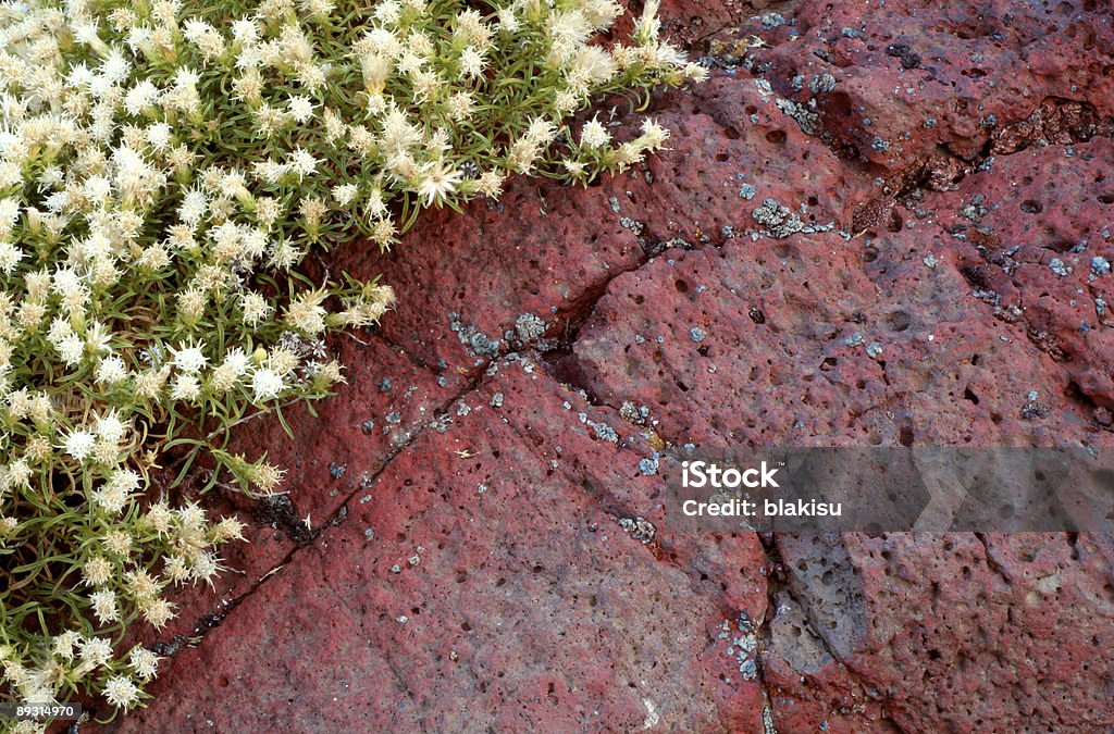 white flowers, red rock white flowers growing over a reddish rock Color Image Stock Photo