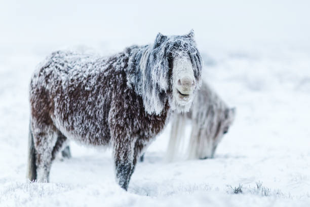 Two wild welsh ponies search for food on the very top of a mountain in the Brecon Beacons National Park, in Wales. They struggle in an arctic snow storm, their coats have turned to ice and they look upon me like beasts from another planet. They are strong, fight for survival every day yet are gentle in nature and spirit. Heroes of our planet