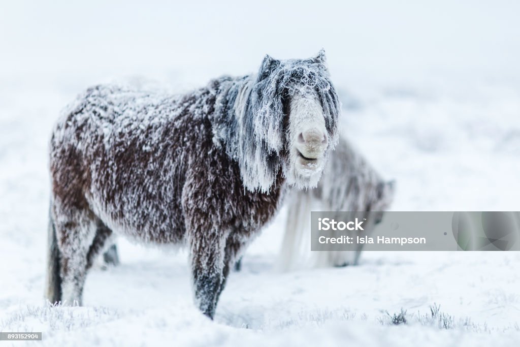 Heroico cavalo selvagem em uma tempestade de inverno - Foto de stock de Neve royalty-free