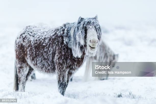 Foto de Heroico Cavalo Selvagem Em Uma Tempestade De Inverno e mais fotos de stock de Neve