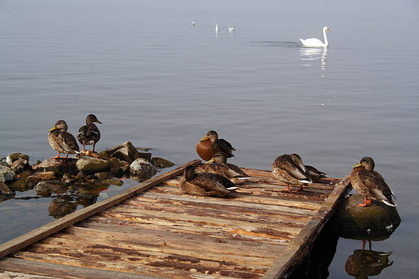 istock morning on the lake 89315491