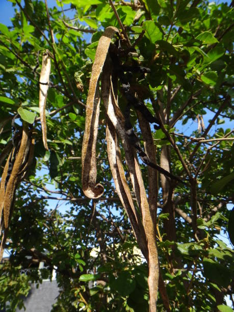 istock Branches of the tipuana plant with pod 893158070