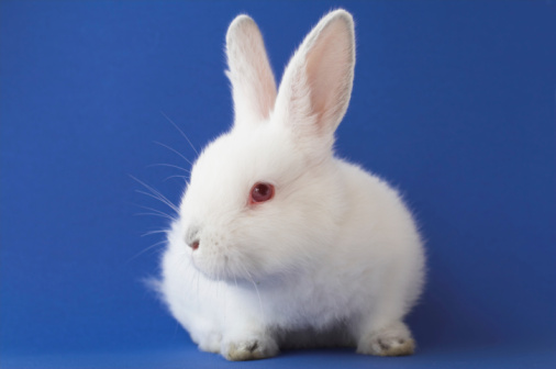 White baby rabbit on blue background