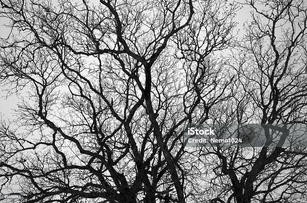 Bare Branches 1  Abstract Stock Photo