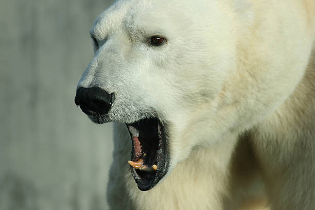 istock Closeup of a polar beat with its mouth open 89316501