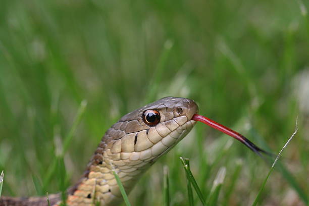 istock Indiana Brown Snake Tongue 89317554