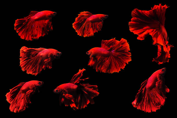 istock Betta fish Halfmoon Betta  moving moment beautiful  fish in thailand  . 893176126