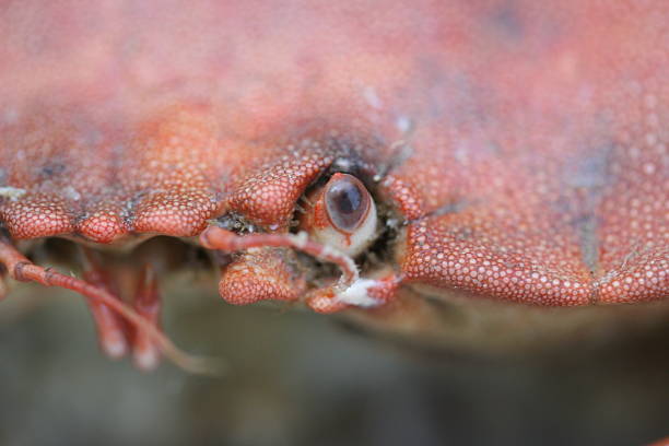 Olhos de caranguejo - foto de acervo