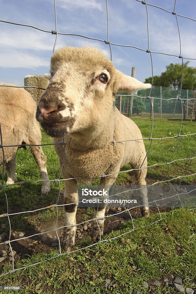 Fofo cordeiro possível. - Foto de stock de Agricultura royalty-free