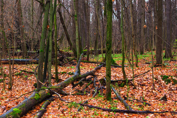 istock The autumn wood with the tumbled-down rotten trees 893180768