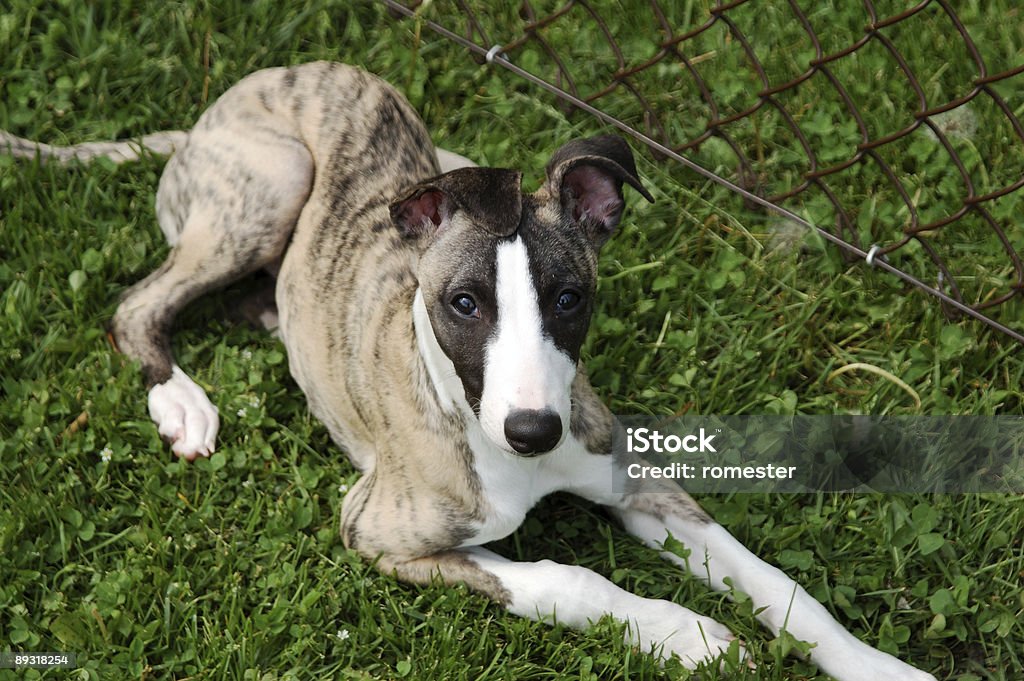 Whippet-mężczyzna puppy - Zbiór zdjęć royalty-free (Biały)