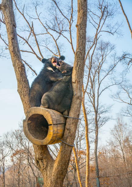 bear cubs play in a tree, climbed high on the branches and a cute bite each other. - bear finland brown bear europe imagens e fotografias de stock