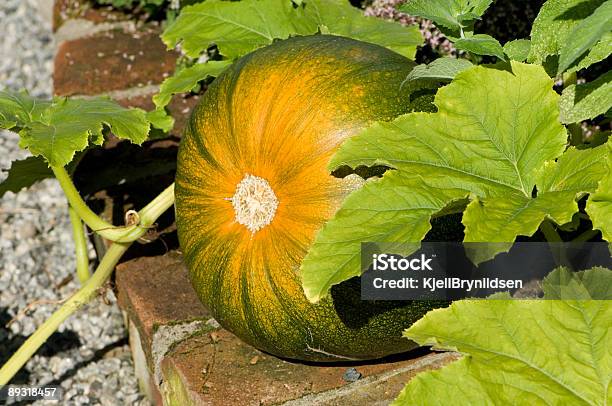 Kürbis Stockfoto und mehr Bilder von Blatt - Pflanzenbestandteile - Blatt - Pflanzenbestandteile, Blumenbeet, Farbbild