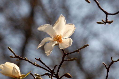 Magnolia tree blossoms in springtime. Bright magnolia flower against blue sky warm sunny day in april. Romantic floral background. Good for spring seasonal internet banner