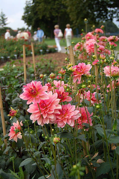 park with dahlia flowers, walking people in the background  knot garden stock pictures, royalty-free photos & images