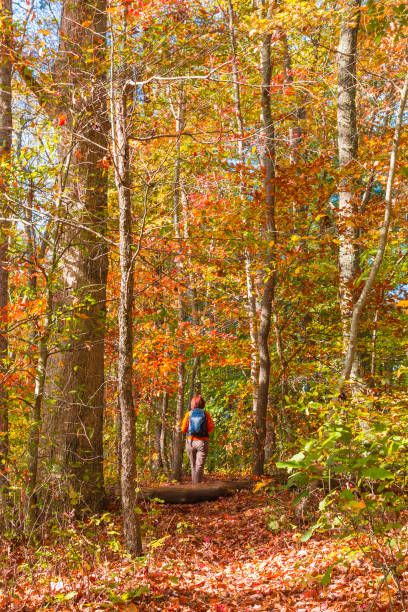 istock Woman walking into  beautiful autumn forest. 893185948