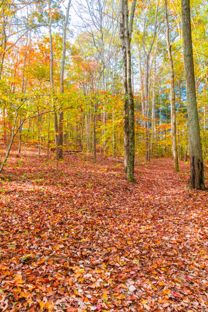 istock Autumn beautiful  forest, ground covered with fallen leaves. 893185952