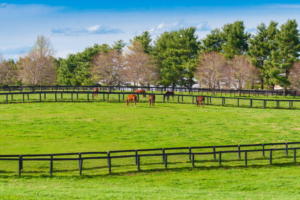 Green pastures of horse farms. Countryside spring landscape. Kentucky. USA stock photo
