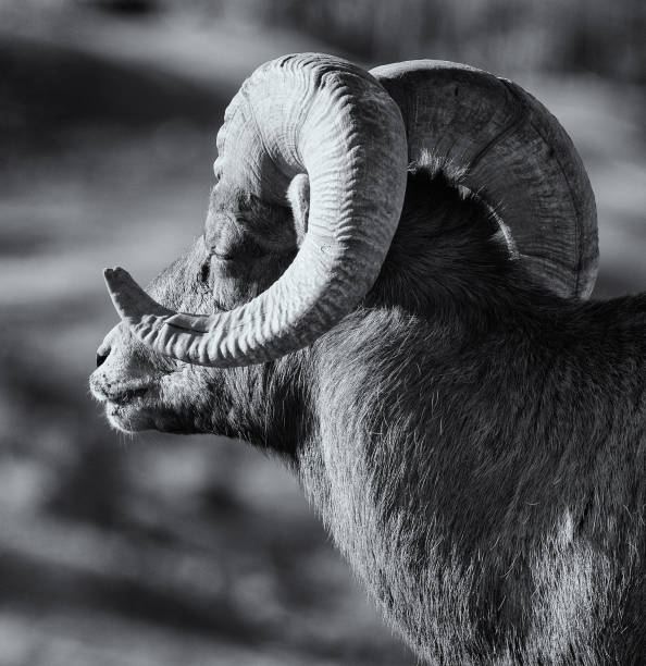 istock Bighorn ram soaking up the winter sun 893188884