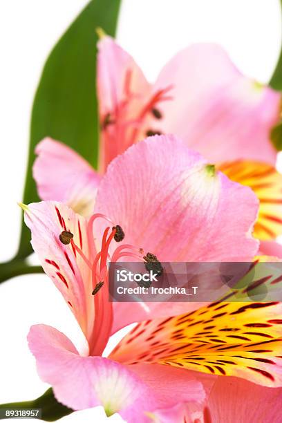 Amarilis Stockfoto und mehr Bilder von Belladonnalilien - Belladonnalilien, Biegung, Blatt - Pflanzenbestandteile