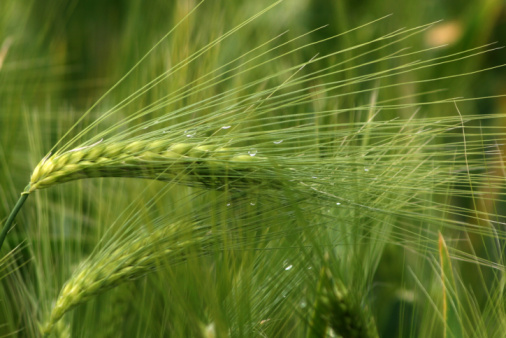 Green ears ripen in the field. Green wheat, rye, barley, cereals