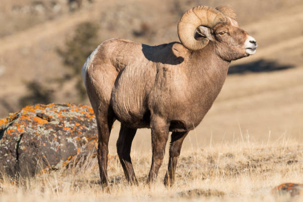 istock Bighorn ram scenting the air 893191346
