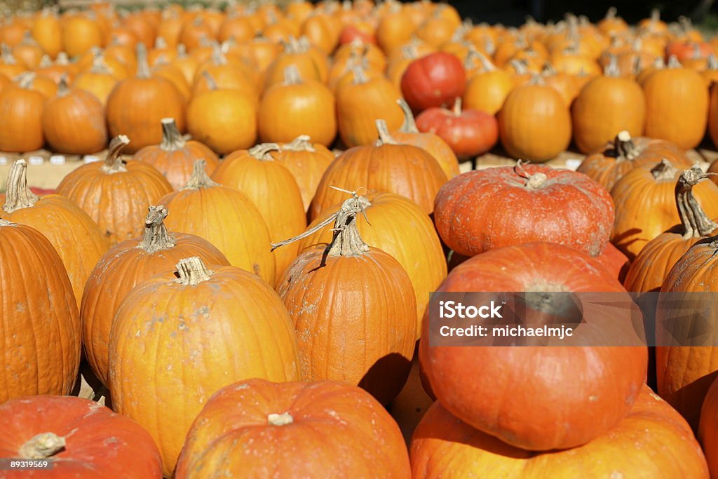 Pumpkins todo - Foto de stock de Aire libre libre de derechos