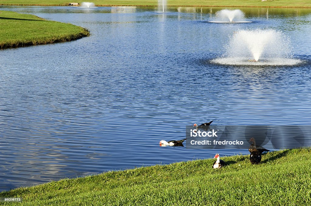 Pond with Fountains and Ducks Playing in Water this color image is of a Pond with Fountains and Ducks Playing in Water. there are four ducks playing in water and walking in the grass. there are three fountains spraying water into the air. the pond is surrounded by green grass or lawn. there are ripples in the water. and the picture was taken during the spring or summer. the lighting is natural warm sunlight. this is a scenic background photo.  Duck - Bird Stock Photo