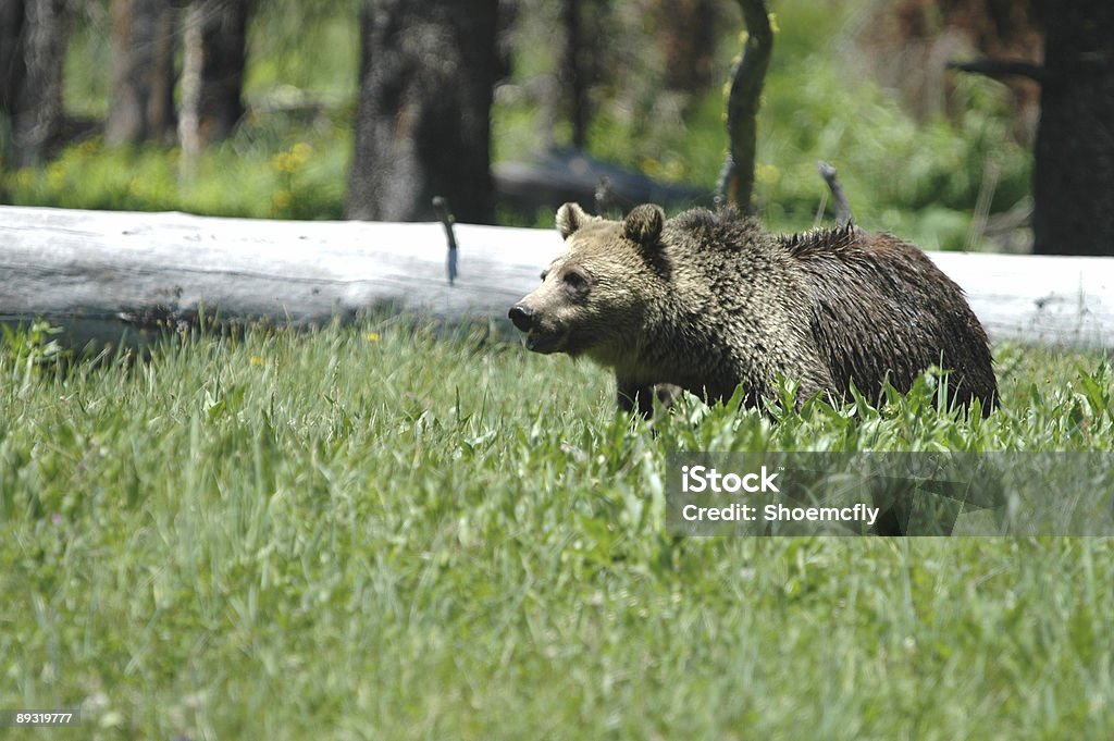 Ursus arctos - Foto de stock de Aire libre libre de derechos