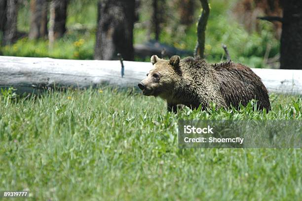 Ursus Arctos Foto de stock y más banco de imágenes de Aire libre - Aire libre, Animal, Animales salvajes