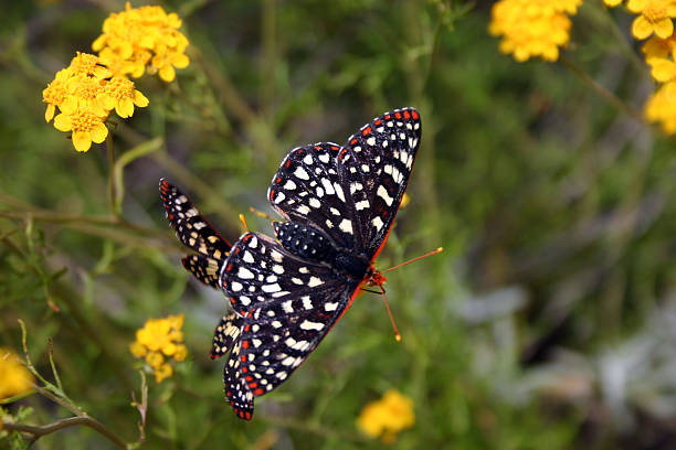 Black and White Butterfly with red markings stock photo