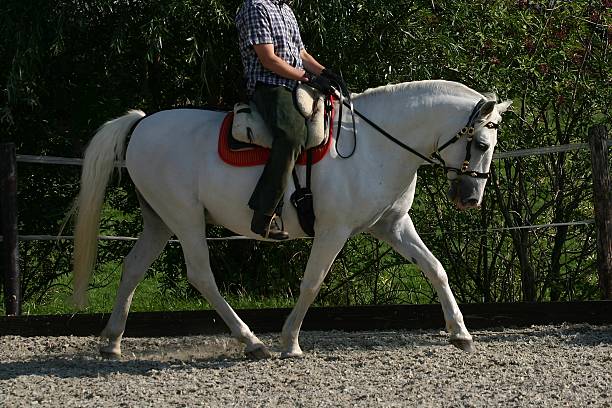 cavallo di dressage - mammalgrey foto e immagini stock