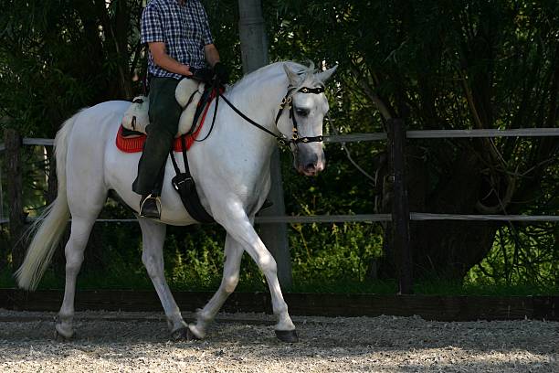 cavallo andaluso trotting - mammalgrey foto e immagini stock