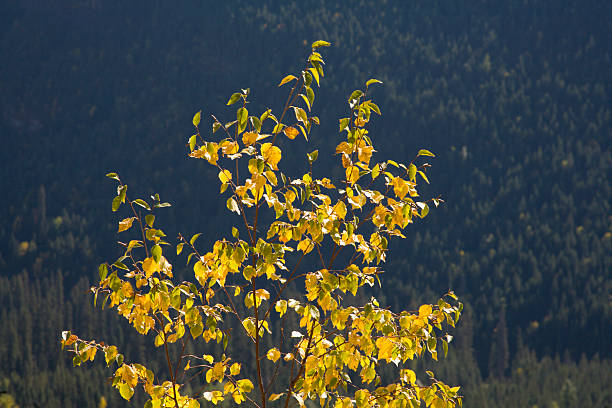 autumn color on going to the sun road - Goldie Lookin' Chain Councillor Quits Labour Group