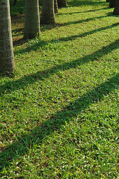 Shadow on the Grass. stock photo