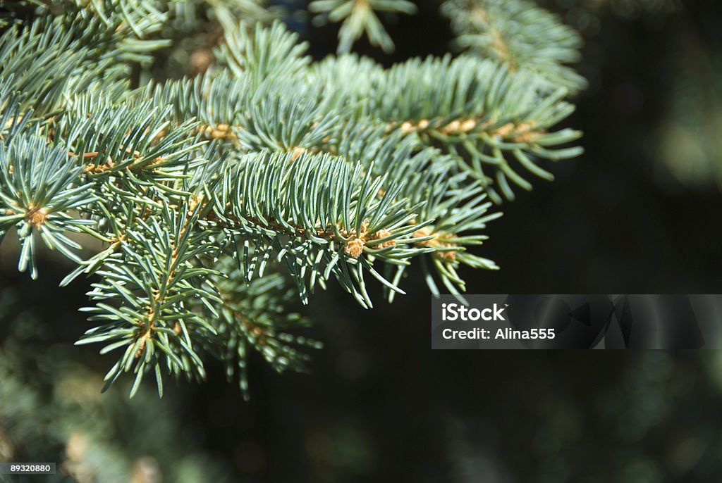 Pine tree branch - Foto de stock de Aguja - Parte de planta libre de derechos