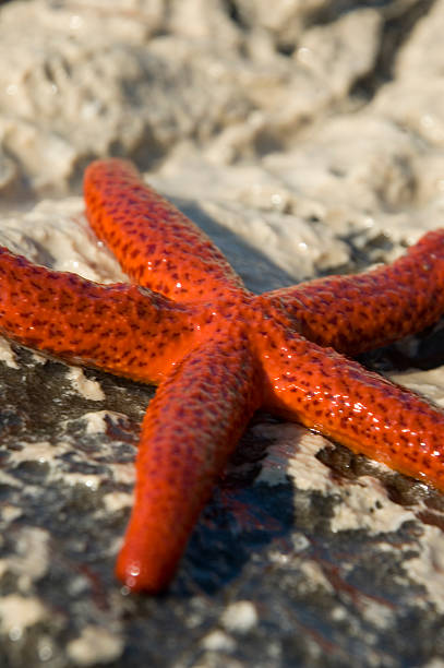 Starfish A starfist crawling across a rock. shell starfish orange sea stock pictures, royalty-free photos & images