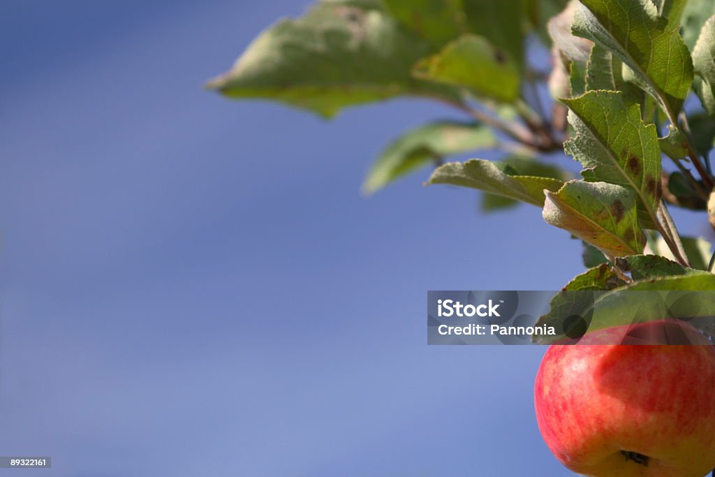 Apple sur arbre - Photo de Agriculture libre de droits