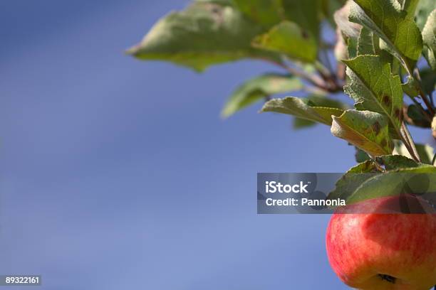 Jabłko Na Drzewo - zdjęcia stockowe i więcej obrazów Bez ludzi - Bez ludzi, Bezchmurne niebo, Czerwony