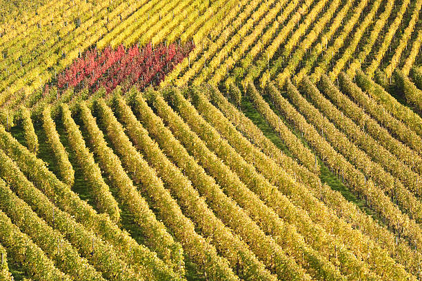 colorful vineyard in autumn stock photo