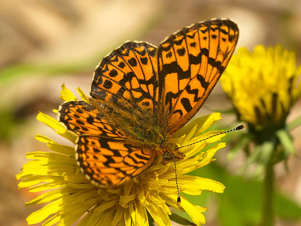 istock beautiful butterfly on yellow dandelion 89322609